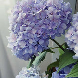 Pink Picasso Happily Hydrangea Floral Paint by Numbers Kit