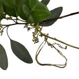 *Jenny Bird Surfside Gold Plate Double Chain Anklet