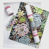 Pink Picasso Sensitive Succulents Paint by Numbers Kit
